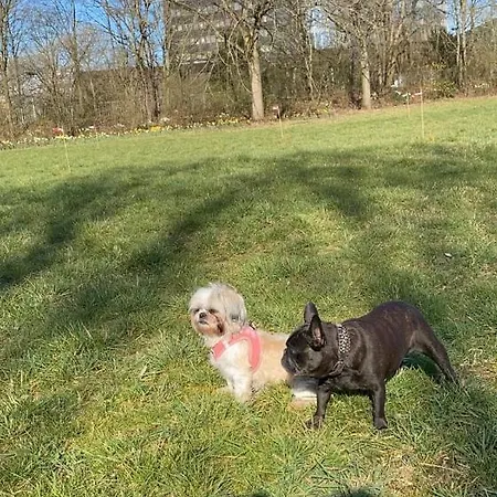 Πανσιόν Pagalies